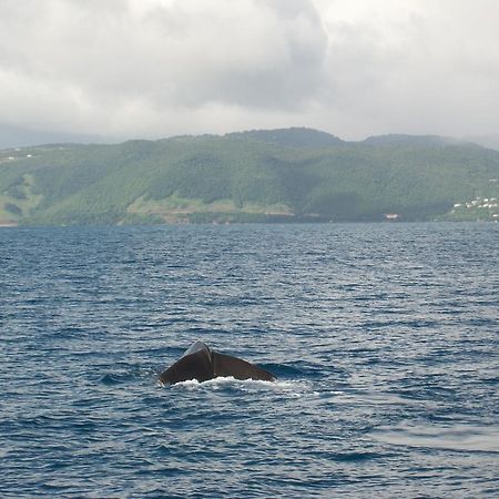 Anchorage Hotel, Whale Watch & Dive Center 罗索 外观 照片
