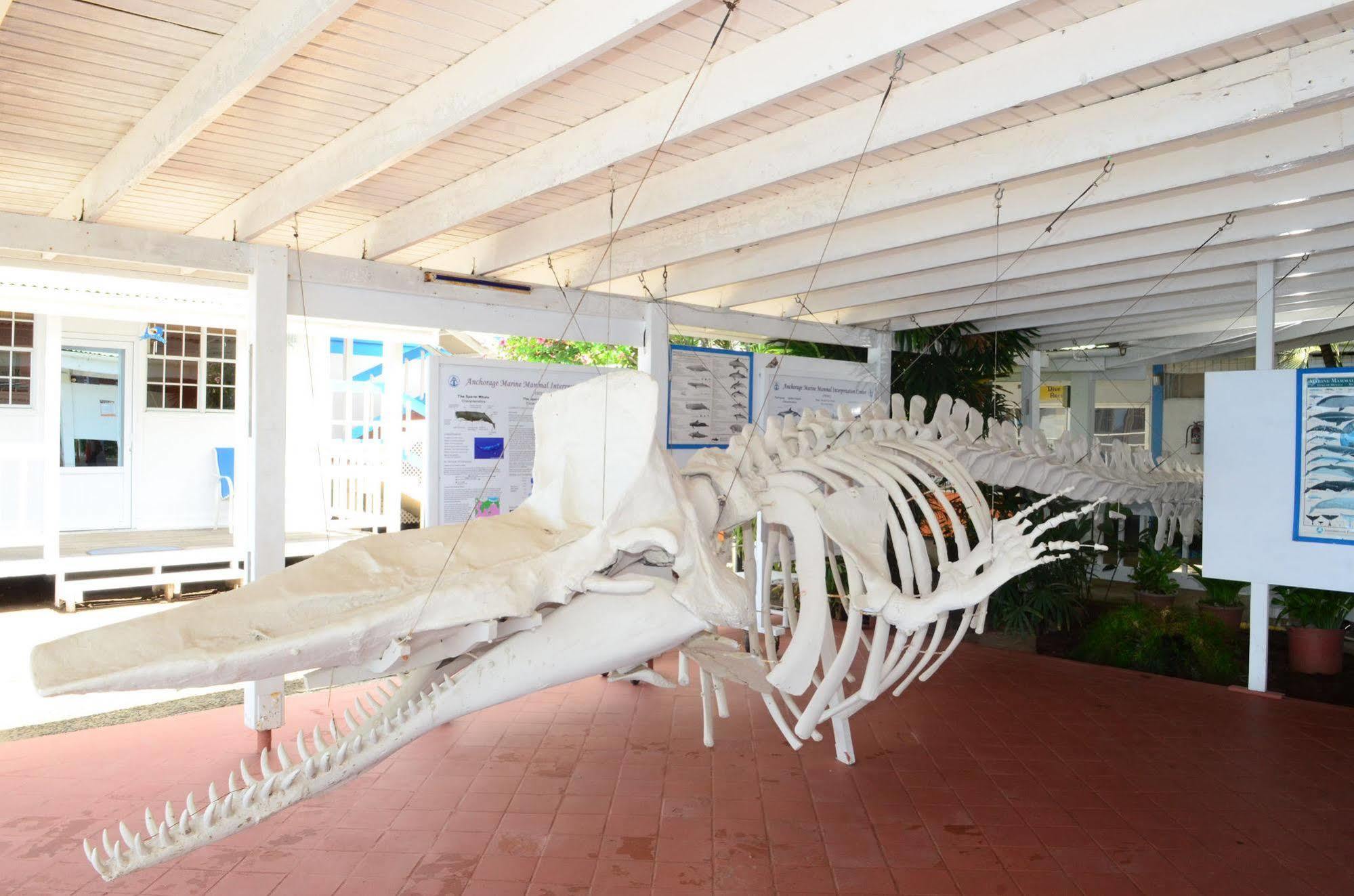 Anchorage Hotel, Whale Watch & Dive Center 罗索 外观 照片