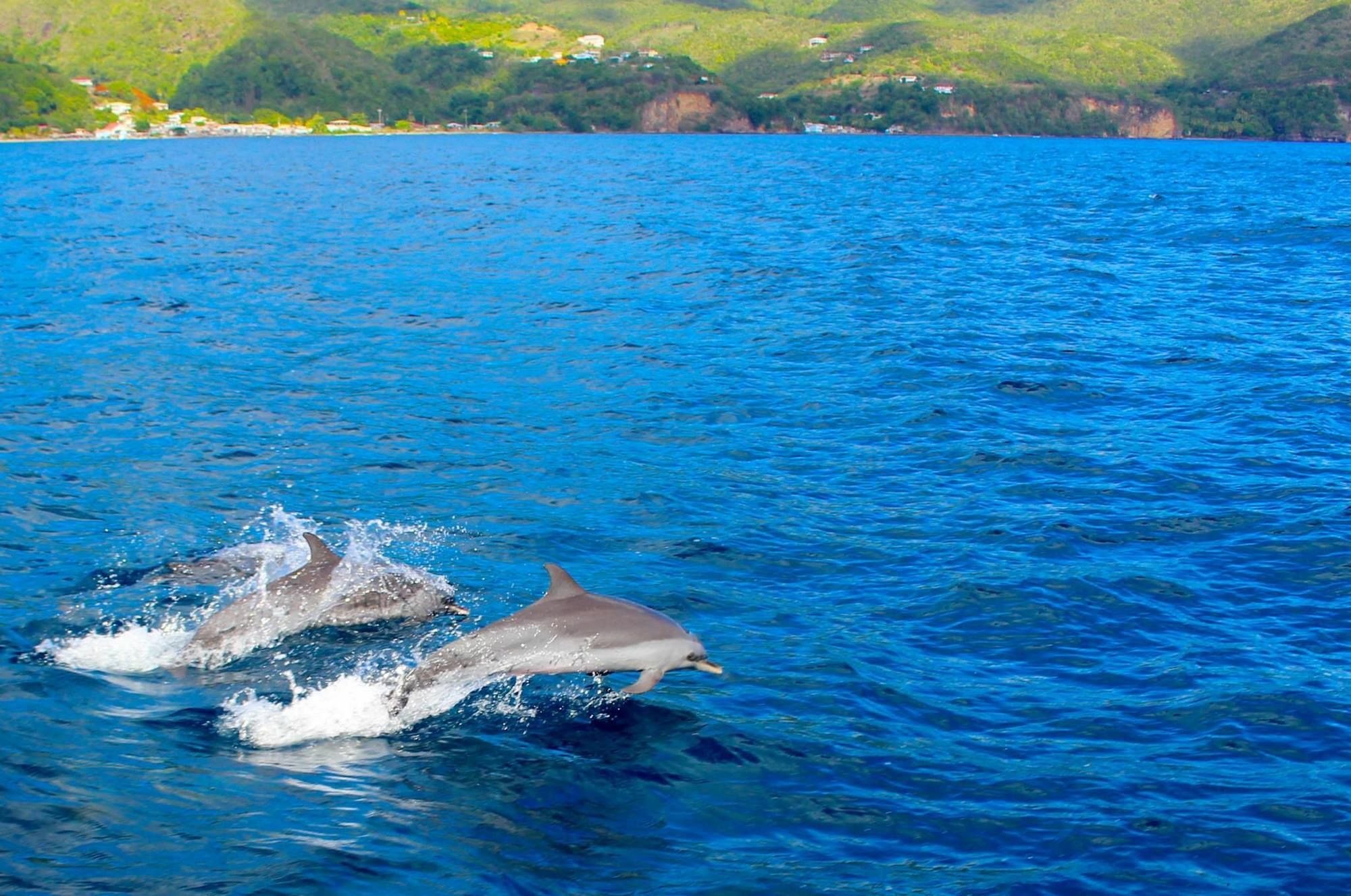 Anchorage Hotel, Whale Watch & Dive Center 罗索 外观 照片